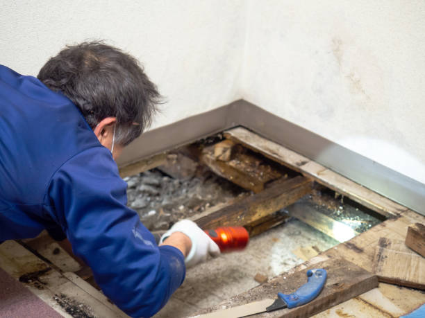 Best Same-Day Mold Removal  in South Bend, WA