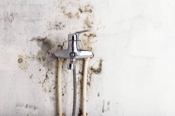 Professional Mold Removal in South Bend, WA