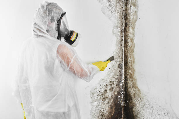 Mold Removal Process in South Bend, WA