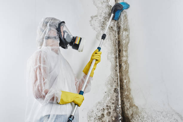 Best Mold Removal Near Me  in South Bend, WA