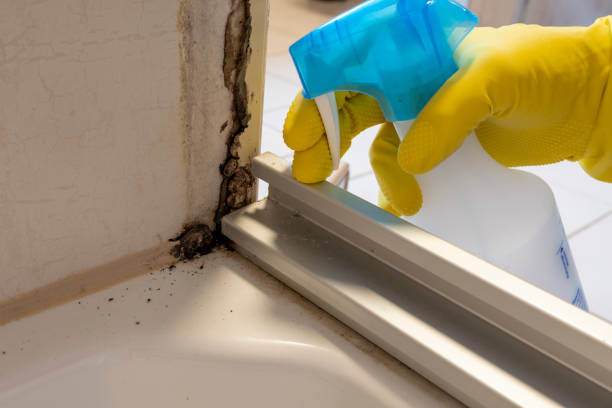 Best Professional Mold Removal  in South Bend, WA