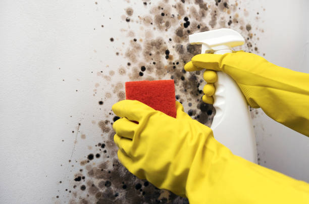 Best Office Mold Removal Services  in South Bend, WA
