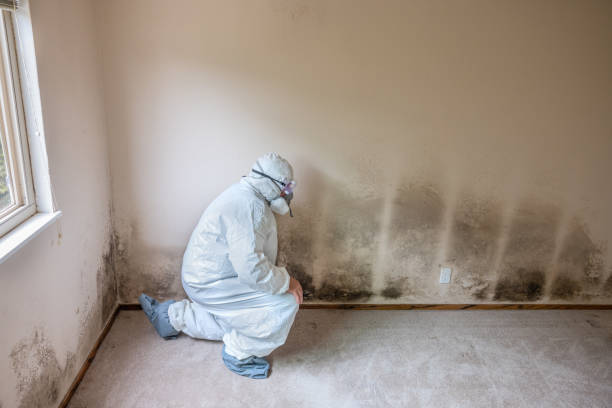 Best Commercial Mold Removal  in South Bend, WA