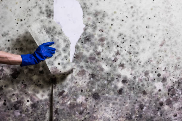 Best Crawl Space Mold Removal  in South Bend, WA