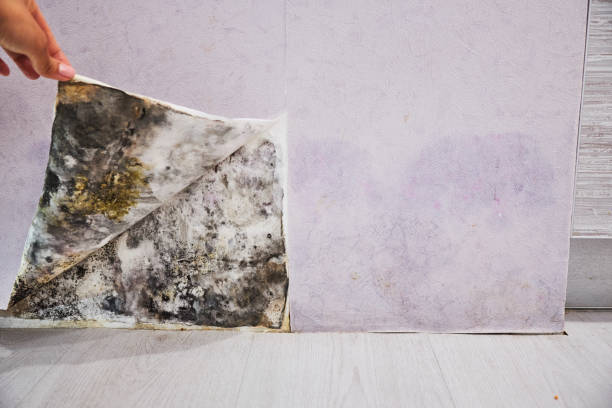 Best Attic Mold Removal  in South Bend, WA